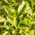 Goldliguster 'Aureum' (Ligustrum ovalifolium 'Aureum') - Weiß - winterhart | Bild 2