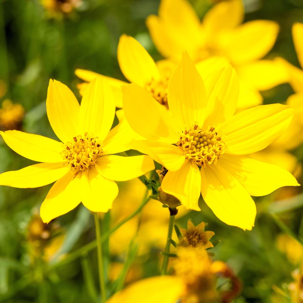 Goldmarie (Bidens ferulifolia) - Gelb | Bild 1