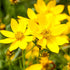Goldmarie (Bidens ferulifolia) - Gelb | Bild 1