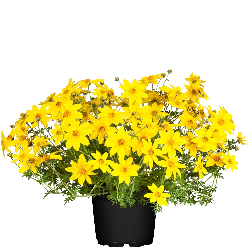 Goldmarie (Bidens ferulifolia) - Gelb | Bild 2