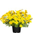 Goldmarie (Bidens ferulifolia) - Gelb | Bild 2