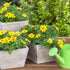 Goldmarie (Bidens ferulifolia) - Gelb | Bild 3