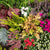 Grabbepflanzung "Herbstlicher Mix", 12 Pflanzen - Bunt | Bild 1