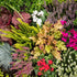 Grabbepflanzung "Herbstlicher Mix", 12 Pflanzen - Bunt | Bild 1
