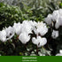 Grabbepflanzung "Herbstlicher Mix", 12 Pflanzen - Bunt | Bild 3