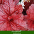 Grabbepflanzung "Herbstlicher Mix", 12 Pflanzen - Bunt | Bild 4