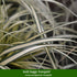 Grabbepflanzung "Herbstlicher Mix", 12 Pflanzen - Bunt | Bild 5