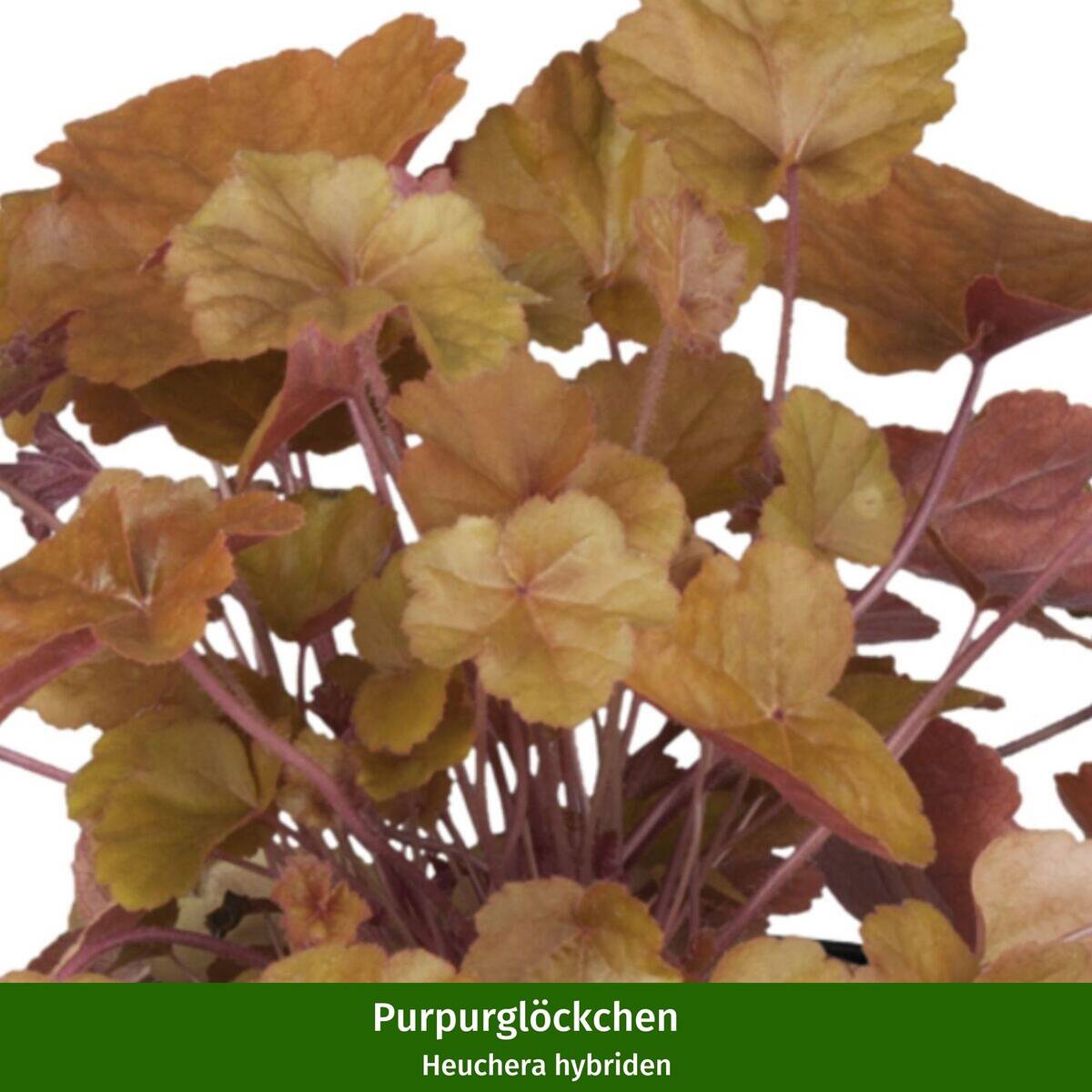Grabbepflanzung "Herbstlicher Mix", 12 Pflanzen - Bunt | Bild 6
