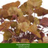 Grabbepflanzung "Herbstlicher Mix", 12 Pflanzen - Bunt | Bild 6