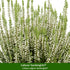 Grabbepflanzung "Herbstlicher Mix", 12 Pflanzen - Bunt | Bild 7
