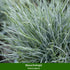 Grabbepflanzung "Herbstlicher Mix", 12 Pflanzen - Bunt | Bild 8