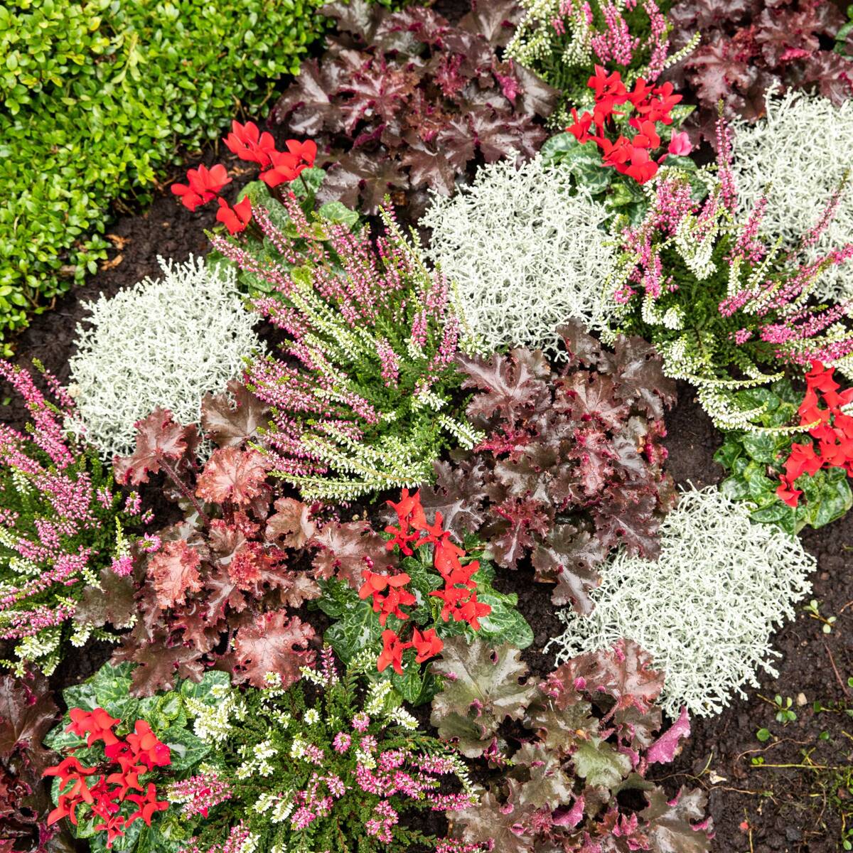 Grabbepflanzung "Rot-Weißer Herbst", 12 Pflanzen - Bunt | Bild 1