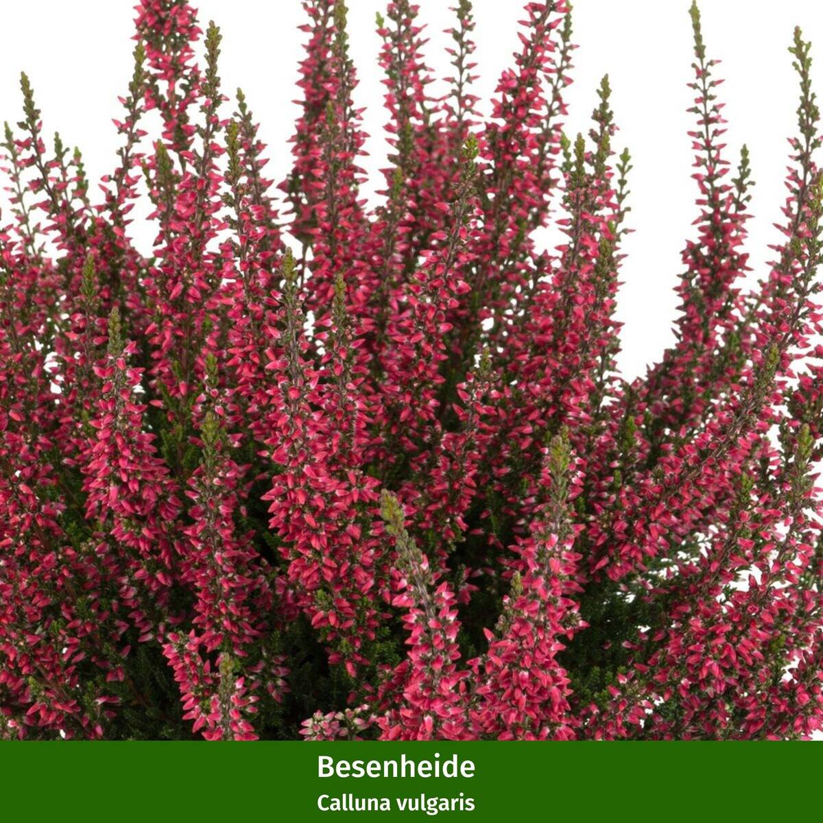 Grabbepflanzung "Rot-Weißer Herbst", 12 Pflanzen - Bunt | Bild 2