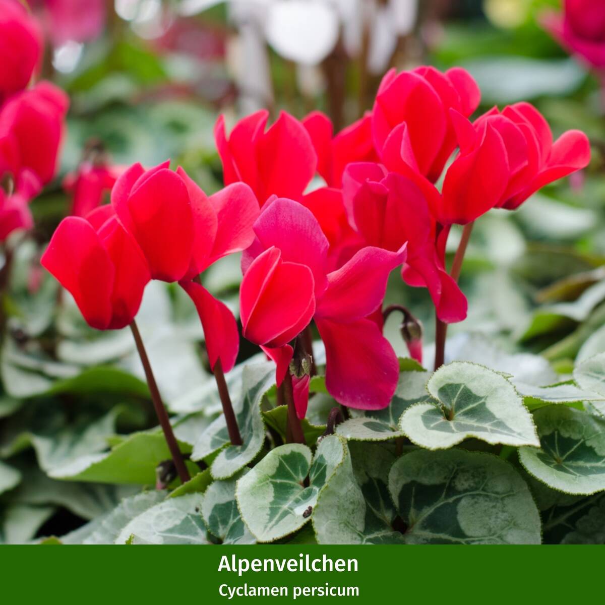 Grabbepflanzung "Rot-Weißer Herbst", 12 Pflanzen  - Bunt | Bild 3