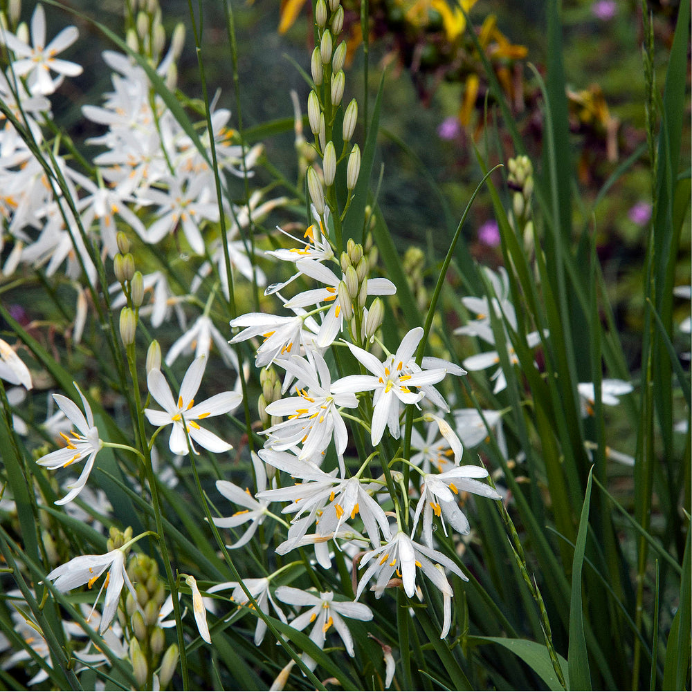 Graslilie 'Starlight' (Anthericum saundersiae 'Starlight') - Weiß - winterhart | Bild 1