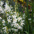 Graslilie 'Starlight' (Anthericum saundersiae 'Starlight') - Weiß - winterhart | Bild 1