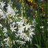 Graslilie 'Starlight' (Anthericum saundersiae 'Starlight') - Weiß - winterhart | Bild 1