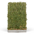 Großblätriger Efeu, ca. 120 - 180 cm, ab 2 m Hecke (Hedera hibernica 'Element') - Grün - immergrün - winterhart | Bild 1