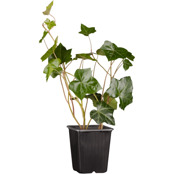 Großblättriger Irischer Efeu 'Hibernica', 12er-Set (Hedera helix 'Hibernica') - Grün - immergrün - winterhart | Bild 1