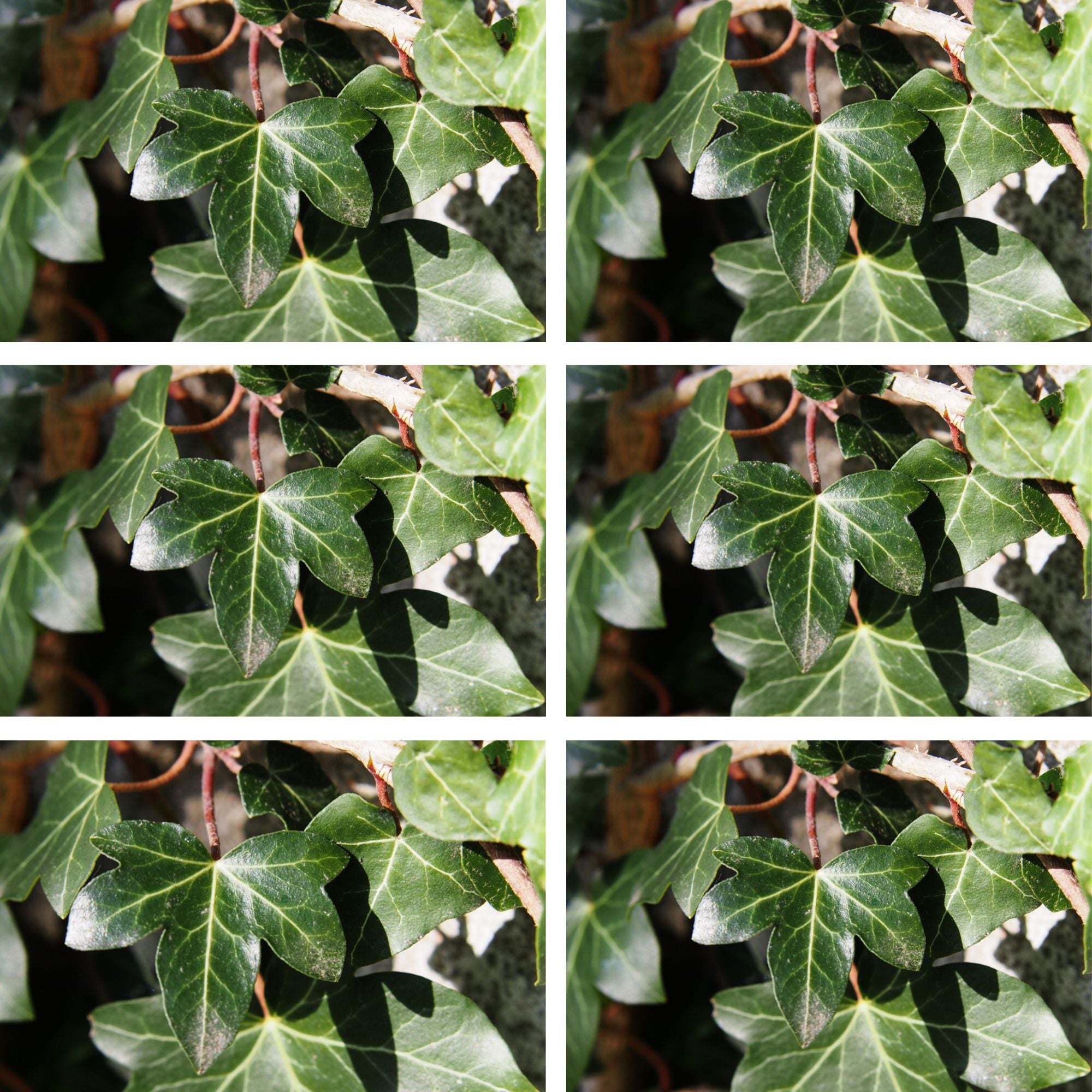 Großblättriger Irischer Efeu 'Hibernica', 12er-Set (Hedera helix 'Hibernica') - Grün - immergrün - winterhart | Bild 2