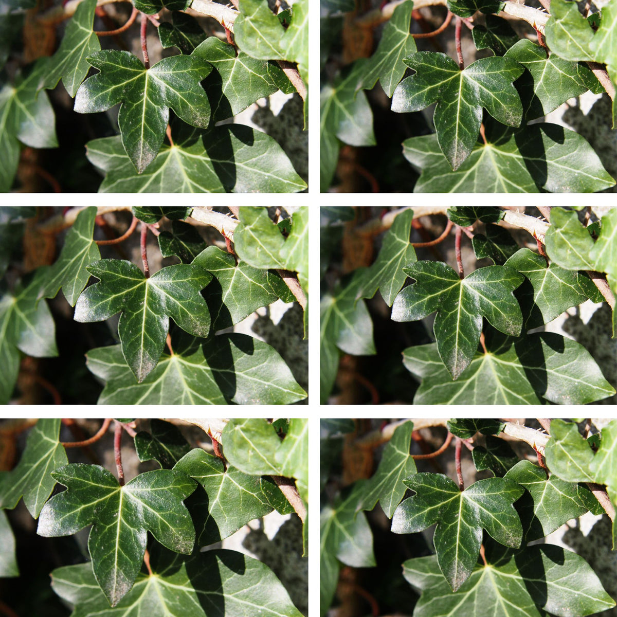 Großblättriger Irischer Efeu 'Hibernica', 12er-Set (Hedera helix 'Hibernica') - Grün - immergrün - winterhart | Bild 2