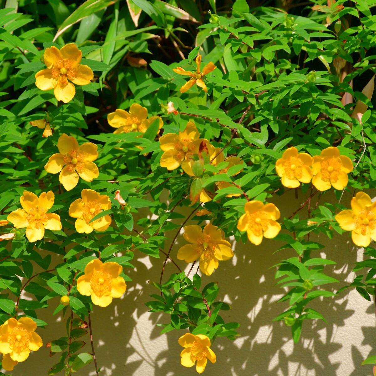 Großblümiges Johanniskraut 'Hidcote', 12er-Set (Hypericum 'Hidcote') - Grün - winterhart | Bild 1