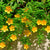Großblümiges Johanniskraut 'Hidcote', 12er-Set (Hypericum 'Hidcote') - Grün - winterhart | Bild 1