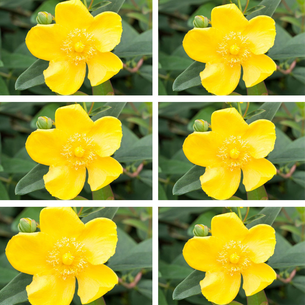Großblümiges Johanniskraut 'Hidcote', 12er-Set (Hypericum 'Hidcote') - Grün - winterhart | Bild 2