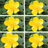 Großblümiges Johanniskraut 'Hidcote', 12er-Set (Hypericum 'Hidcote') - Grün - winterhart | Bild 2