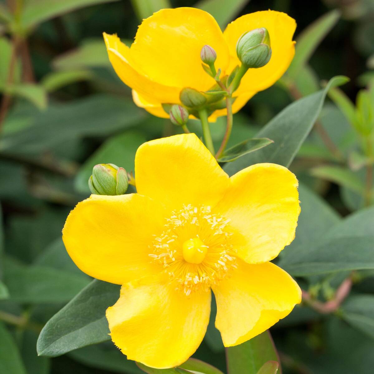 Großblümiges Johanniskraut 'Hidcote' (Hypericum 'Hidcote') - Grün - winterhart - bienenfreundlich | Bild 1