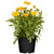 Großblumiges Mädchenauge (Coreopsis grandiflora) - Gelb - sommergrün - winterhart - bienenfreundlich | Bild 1