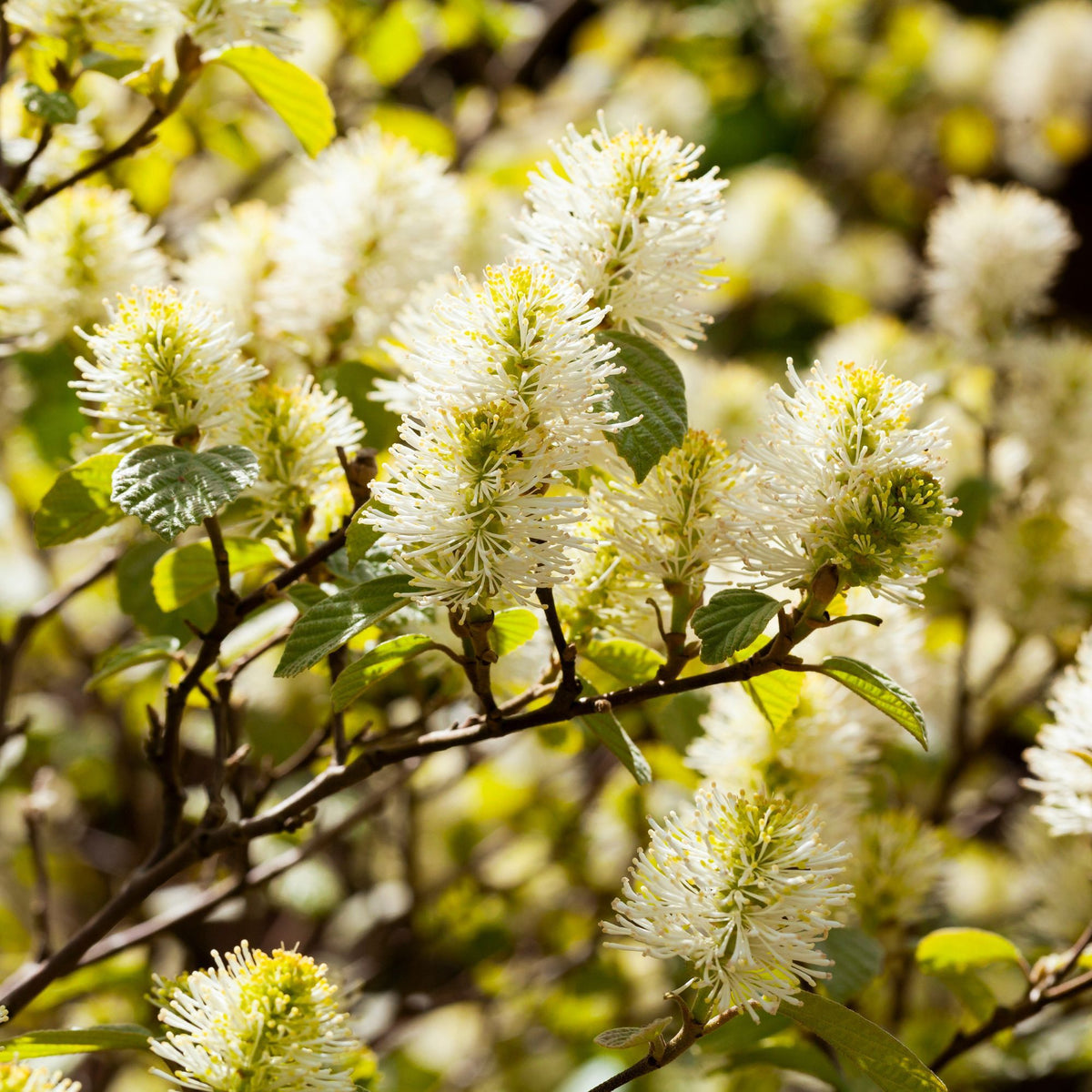 Großer Federbuschstrauch (Fothergilla major) - Weiß - sommergrün - bienenfreundlich | Bild 2