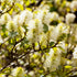 Großer Federbuschstrauch (Fothergilla major) - Weiß - sommergrün - bienenfreundlich | Bild 2