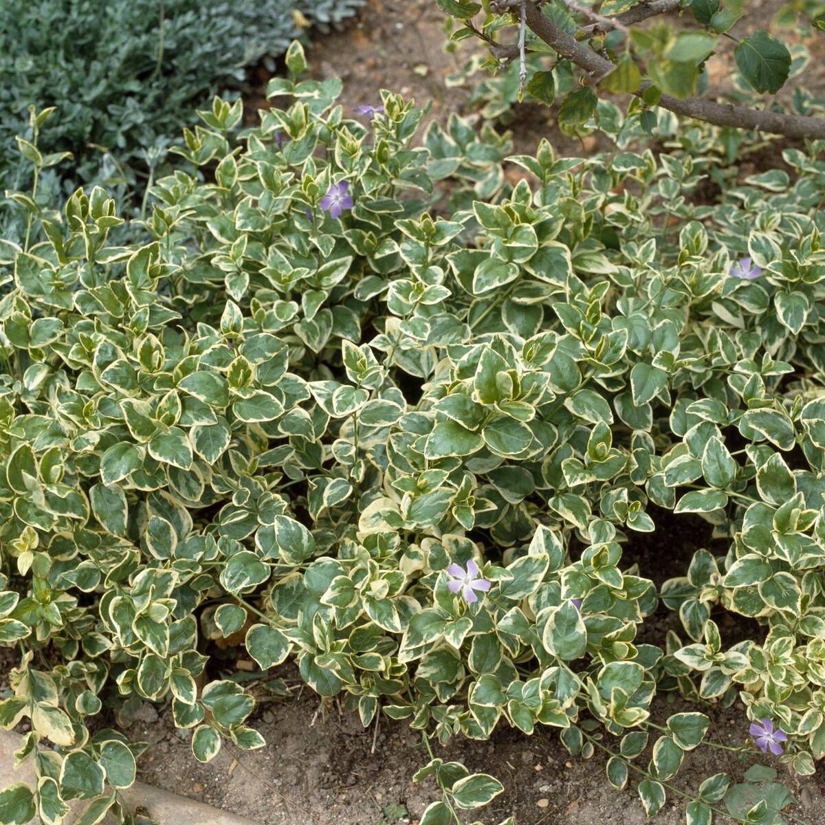 Großes Immergrün 'Variegata', 12er-Set (Vinca major 'Variegata' ) - Violett - immergrün - winterhart | Bild 1