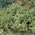 Großes Immergrün 'Variegata', 12er-Set (Vinca major 'Variegata' ) - Violett - immergrün - winterhart | Bild 1
