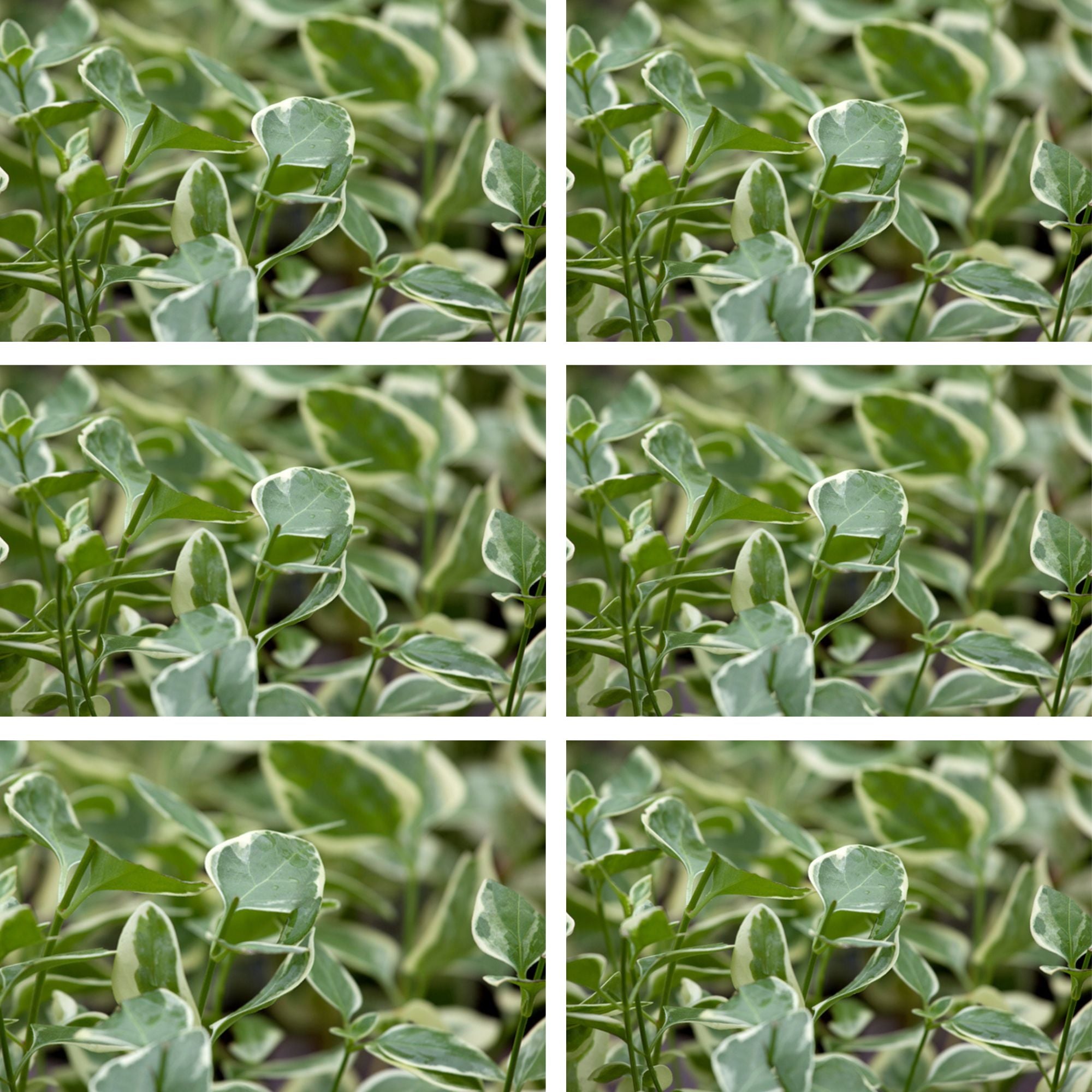 Großes Immergrün 'Variegata', 12er-Set (Vinca major 'Variegata' ) - Violett - immergrün - winterhart | Bild 2