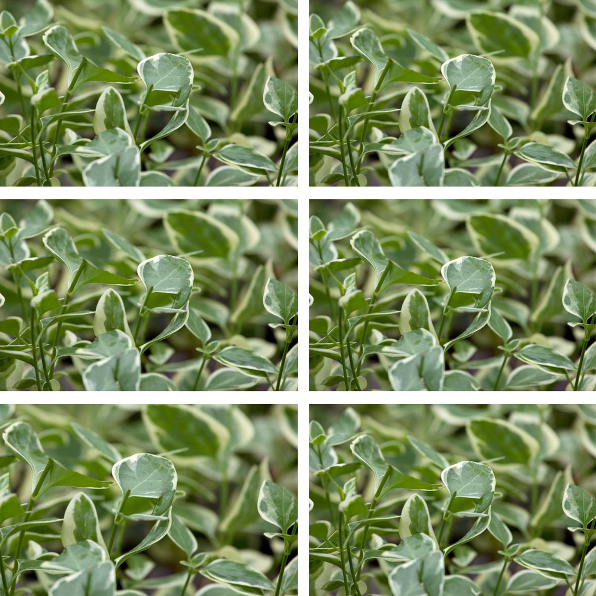 Großes Immergrün 'Variegata', 12er-Set (Vinca major 'Variegata' ) - Violett - immergrün - winterhart | Bild 2