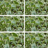 Großes Immergrün 'Variegata', 12er-Set (Vinca major 'Variegata' ) - Violett - immergrün - winterhart | Bild 2