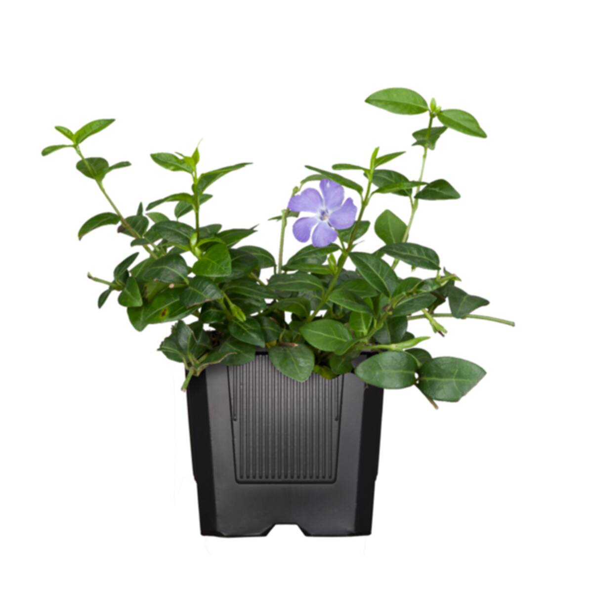 Großes Immergrün (Vinca major) - Violett - immergrün - winterhart - bienenfreundlich | Bild 1