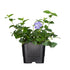 Großes Immergrün (Vinca major) - Violett - immergrün - winterhart - bienenfreundlich | Bild 1