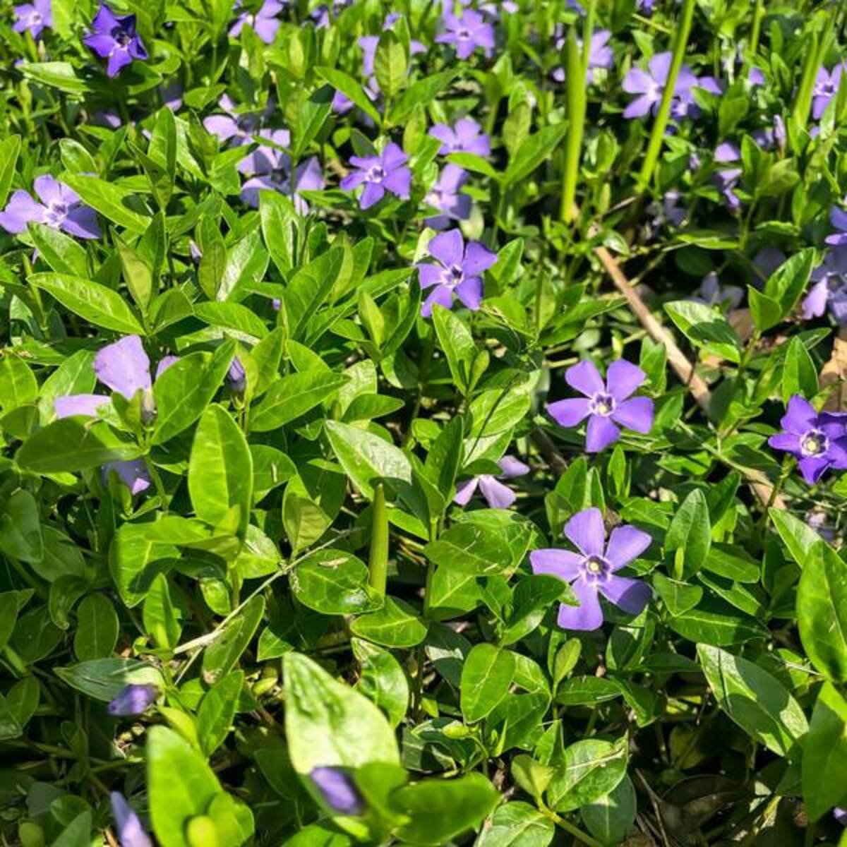 Großes Immergrün (Vinca major) - Violett - immergrün - winterhart - bienenfreundlich | Bild 2