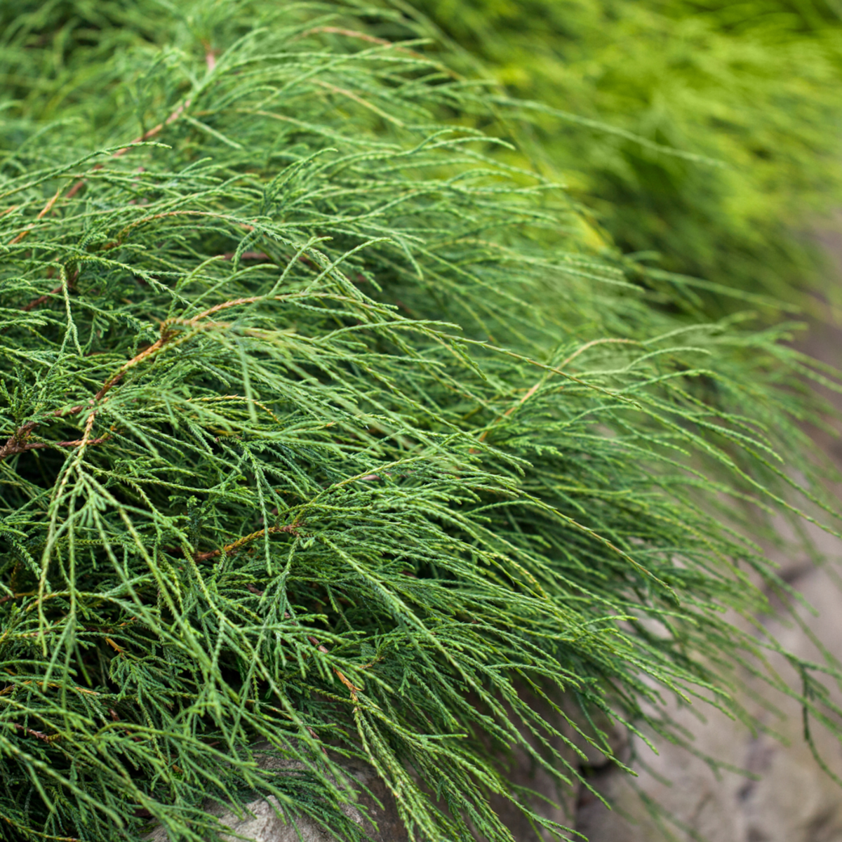 Grüne Zwergfadenzypresse 'Filifera Nana' (Chamaecyparis pisifera 'Filifera Nana') - Grün - immergrün - winterhart | Bild 1