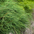 Grüne Zwergfadenzypresse 'Filifera Nana' (Chamaecyparis pisifera 'Filifera Nana') - Grün - immergrün - winterhart | Bild 1