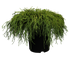 Grüne Zwergfadenzypresse 'Filifera Nana' (Chamaecyparis pisifera 'Filifera Nana') - Grün - immergrün - winterhart | Bild 2