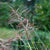 Haargras 'Pink Cloud' (Muhlenbergia capillaris 'Pink Cloud') - Grün - sommergrün - winterhart | Bild 1