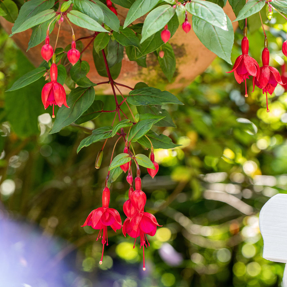 Hängende Fuchsie (Fuchsia Hybriden) - Rot - sommergrün | Bild 1