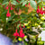 Hängende Fuchsie (Fuchsia Hybriden) - Rot - sommergrün | Bild 1