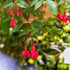Hängende Fuchsie (Fuchsia Hybriden) - Rot - sommergrün | Bild 1