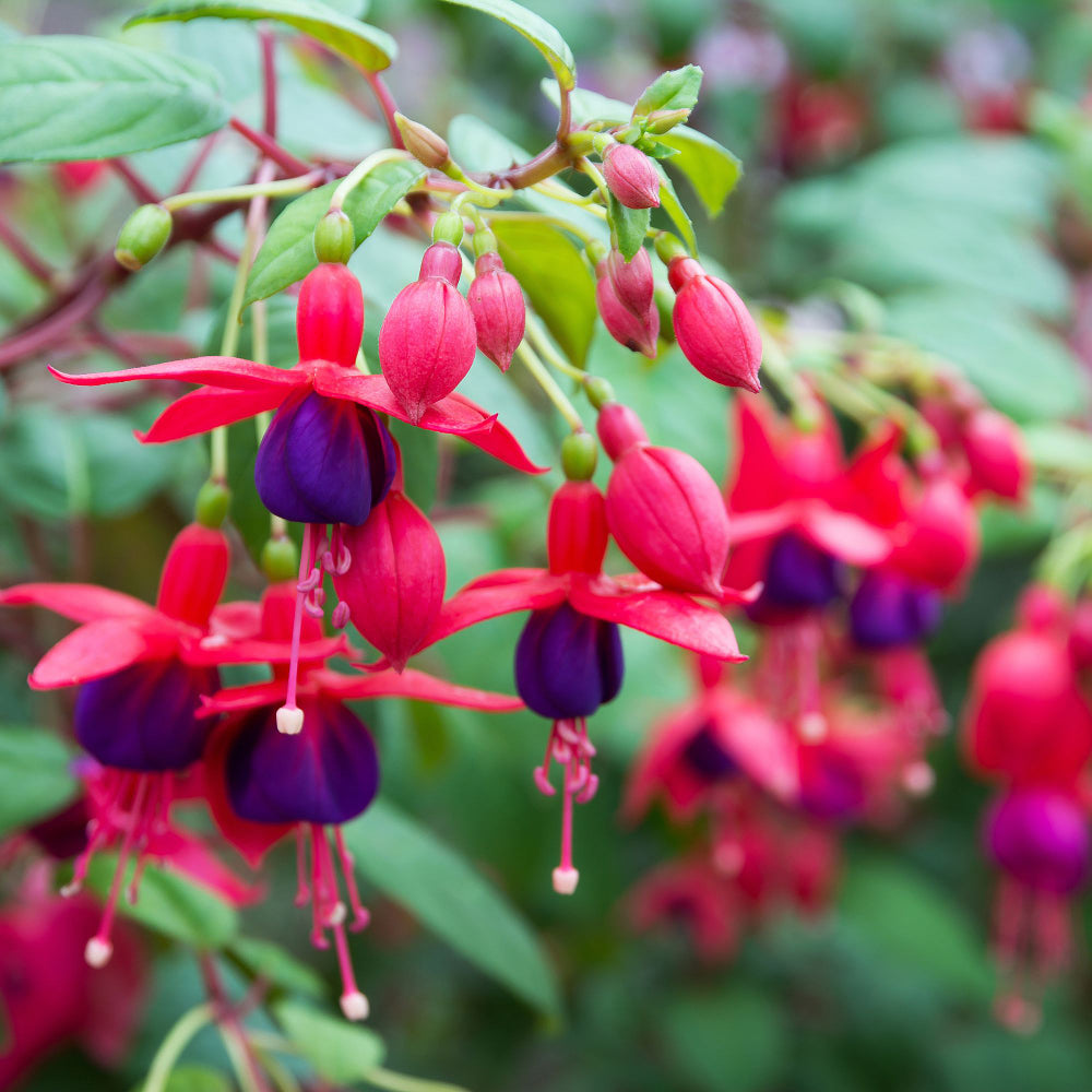 Hängende Fuchsie (Fuchsia Hybriden) - Violett - sommergrün | Bild 1