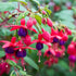 Hängende Fuchsie (Fuchsia Hybriden) - Violett - sommergrün | Bild 1